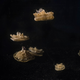Image: Peter Holderness/Caltech